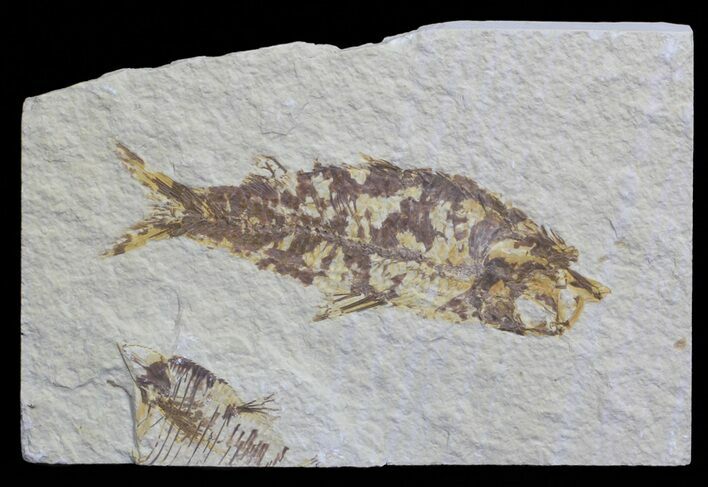 Knightia Fossil Fish - Wyoming #59830